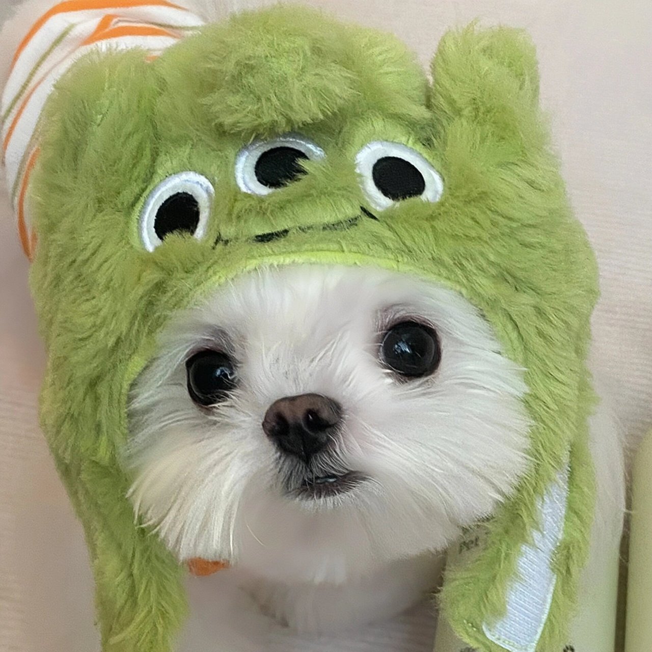 最靓头像壁纸征集赛#  #萌宠头像# #头像# #微信头像