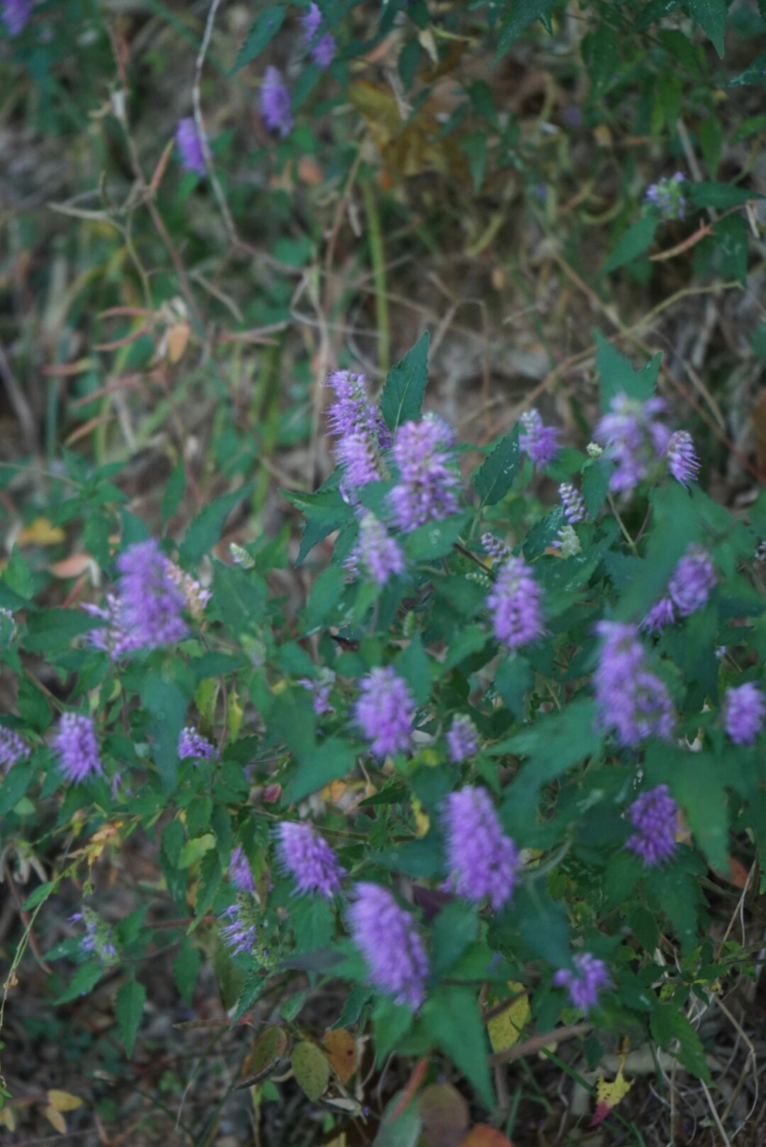 一种可以找铜矿的"铜草花"  海州香薷,又被称为铜草和铜草花,是一种