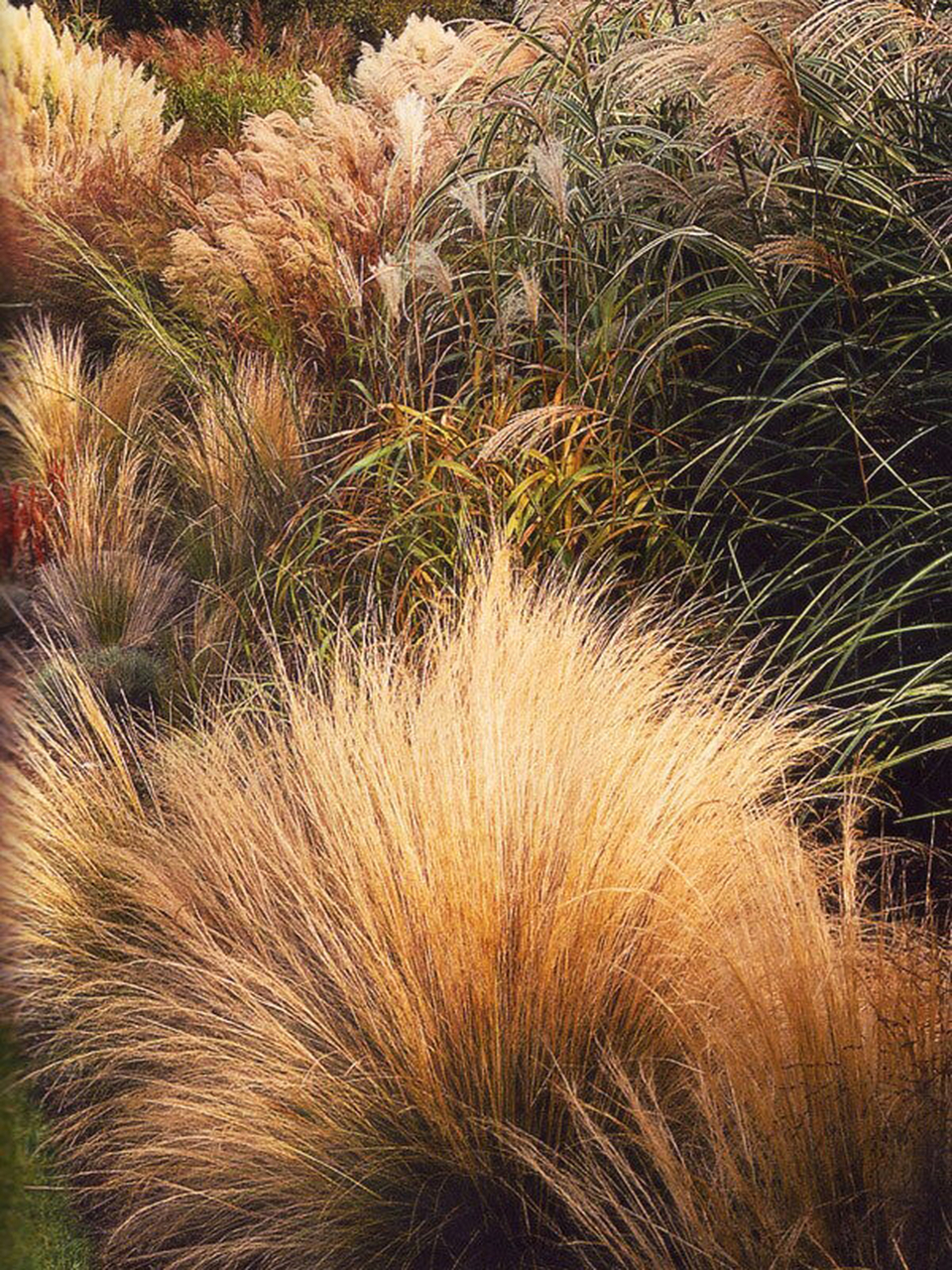 观赏草的冬季  观赏草以其独特的韵味和姿态,在园林造景中占据了重要