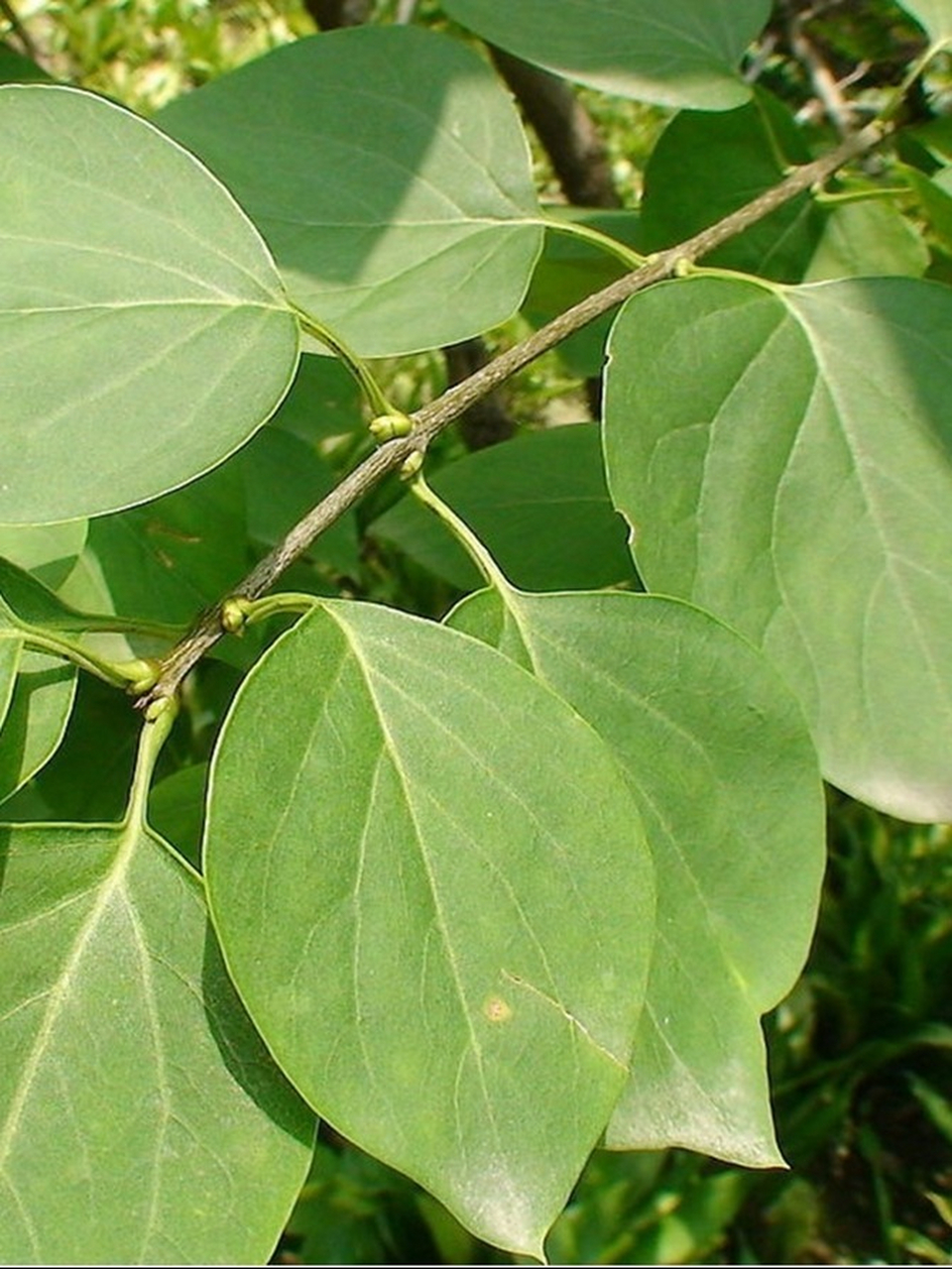 而在这片叶子的奥秘中,叶缘,作为叶片的重要组成部