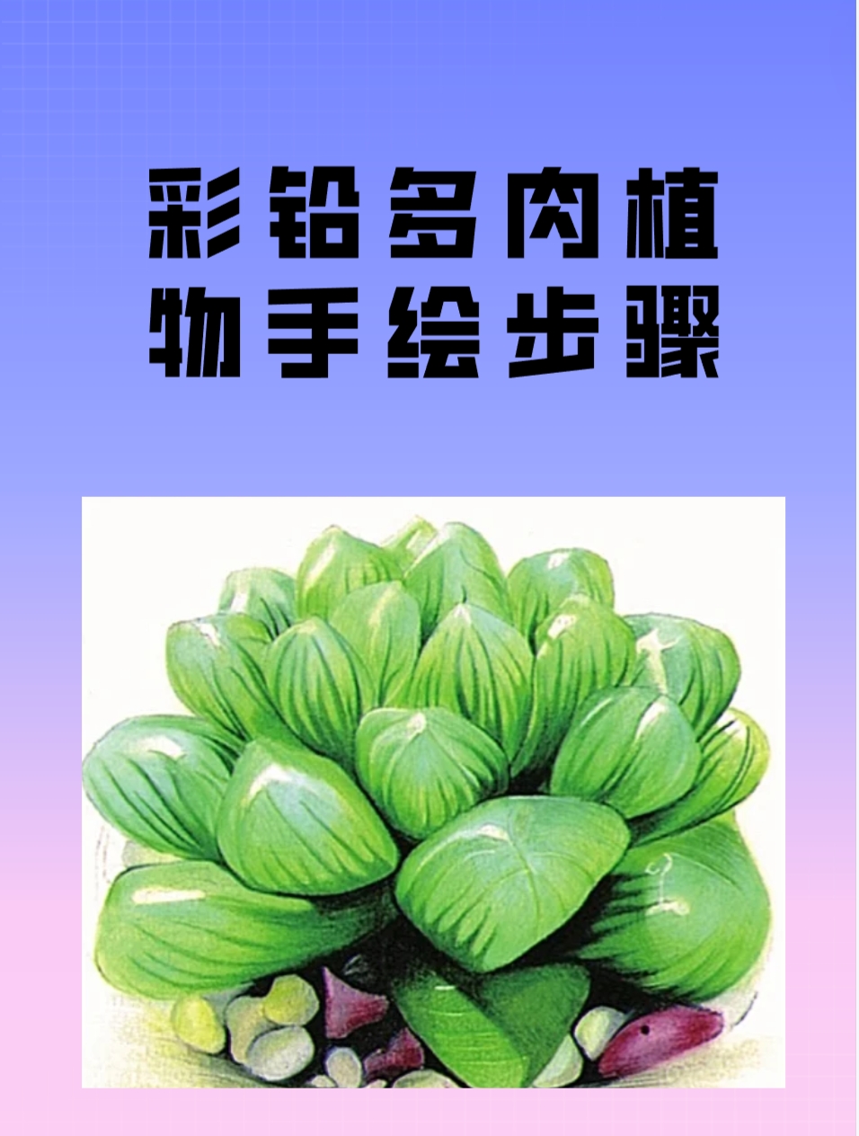 彩铅多肉植物手绘步骤  我来教大家 铅笔起稿,画出多肉的外形