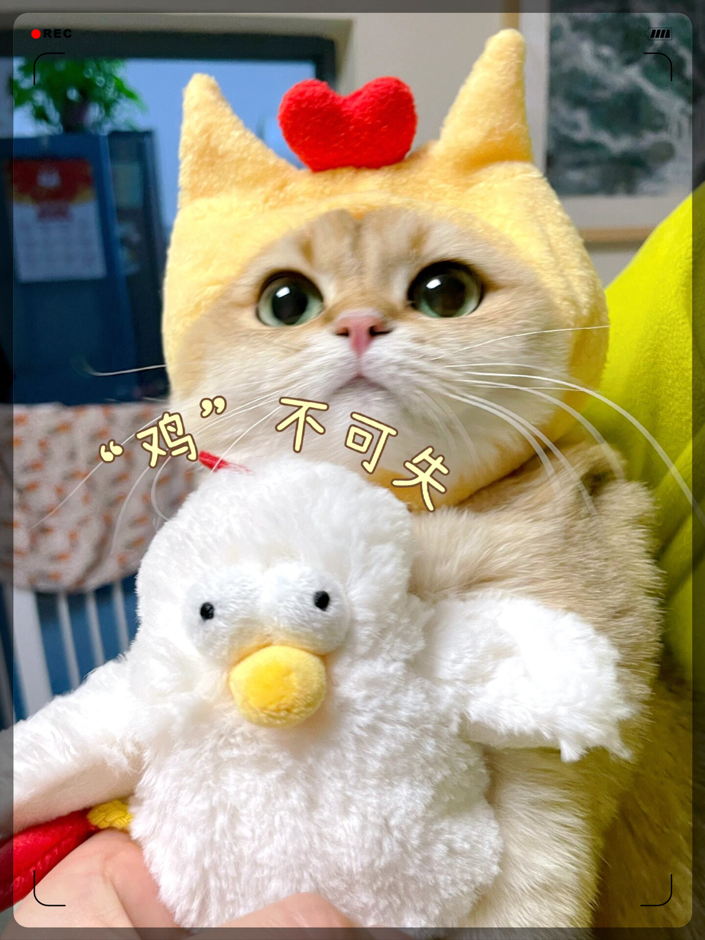 给ee隆重介绍我的弟弟傻了吧鸡～|