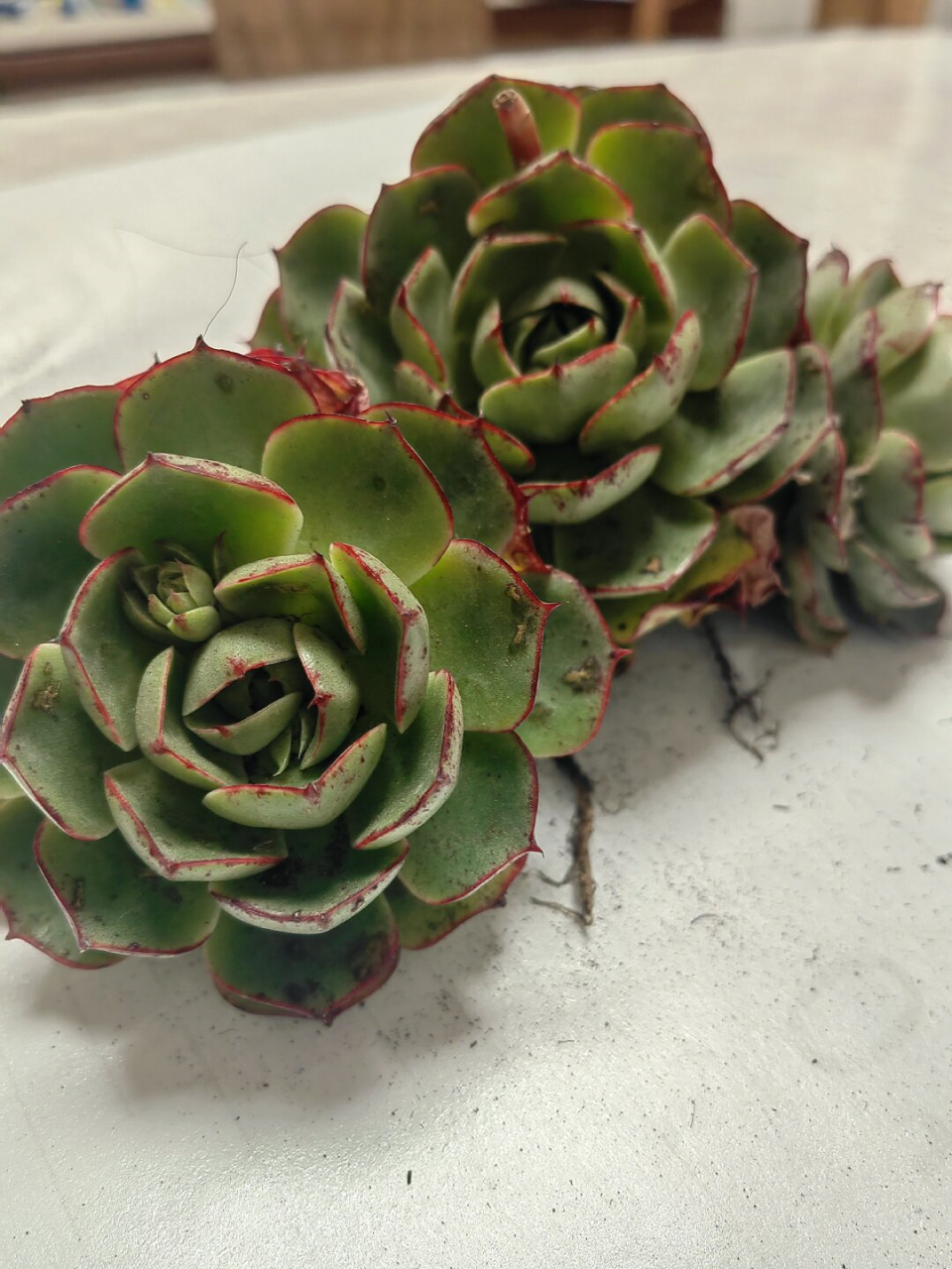 每天认识一款多肉15～爱火  爱火:景天科拟石莲花属的多肉植物  爱火