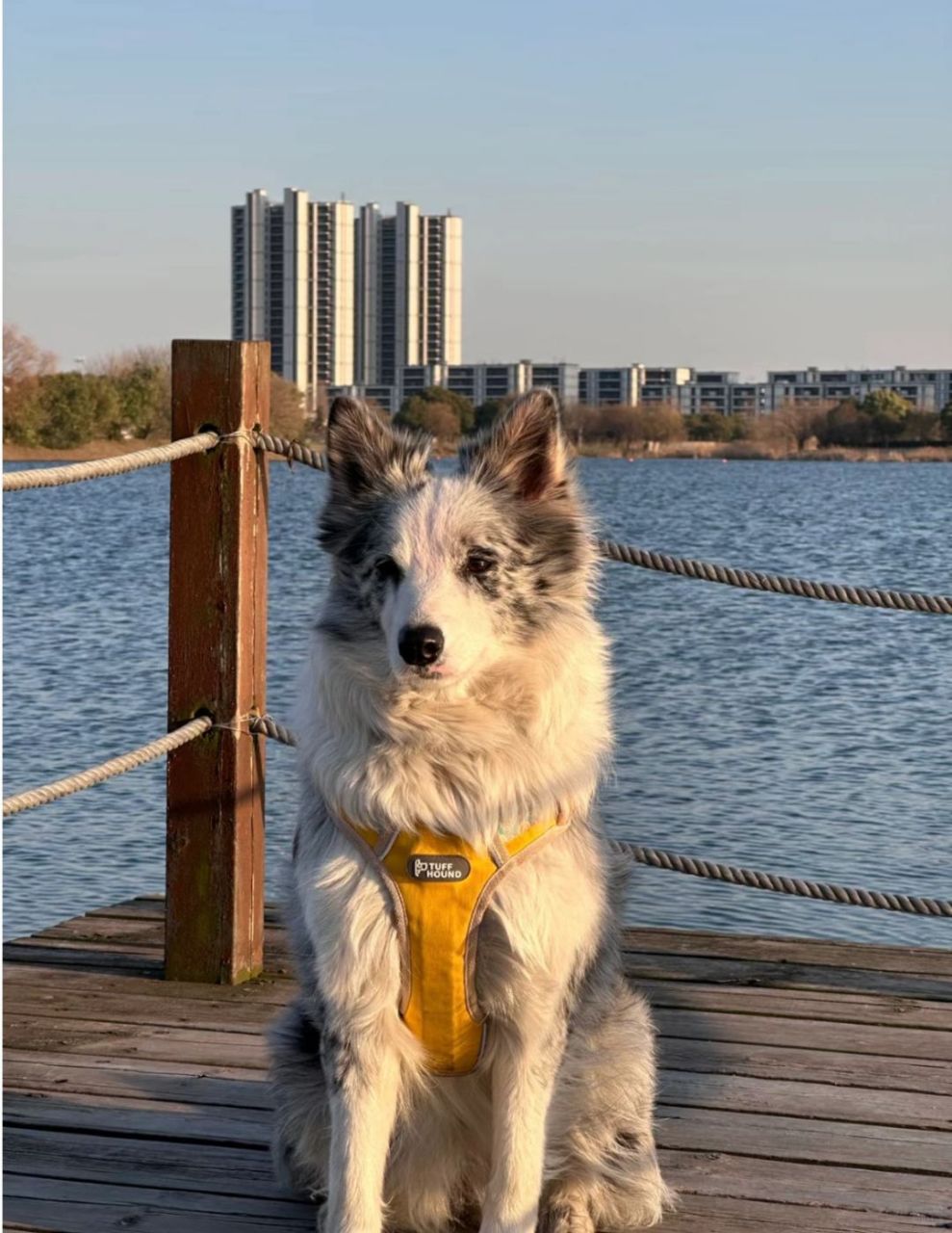 每天认识一种犬类边牧  边牧,全称边境牧羊犬,是一种聪明,忠诚,活泼的