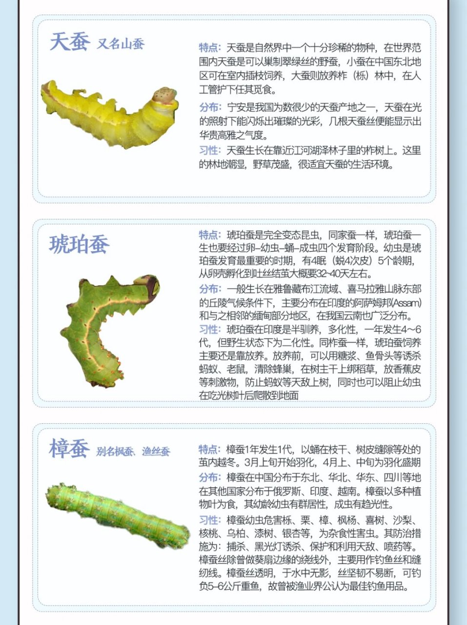 以下列举数种具有代表性的蚕品种: