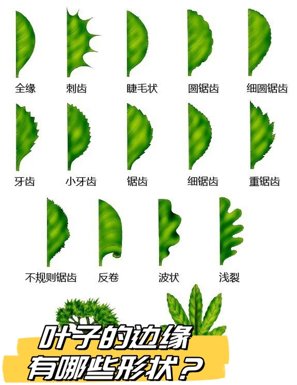 叶子的美丽奥秘:探索四种独特的叶缘类型  叶子,是大自然的艺史品