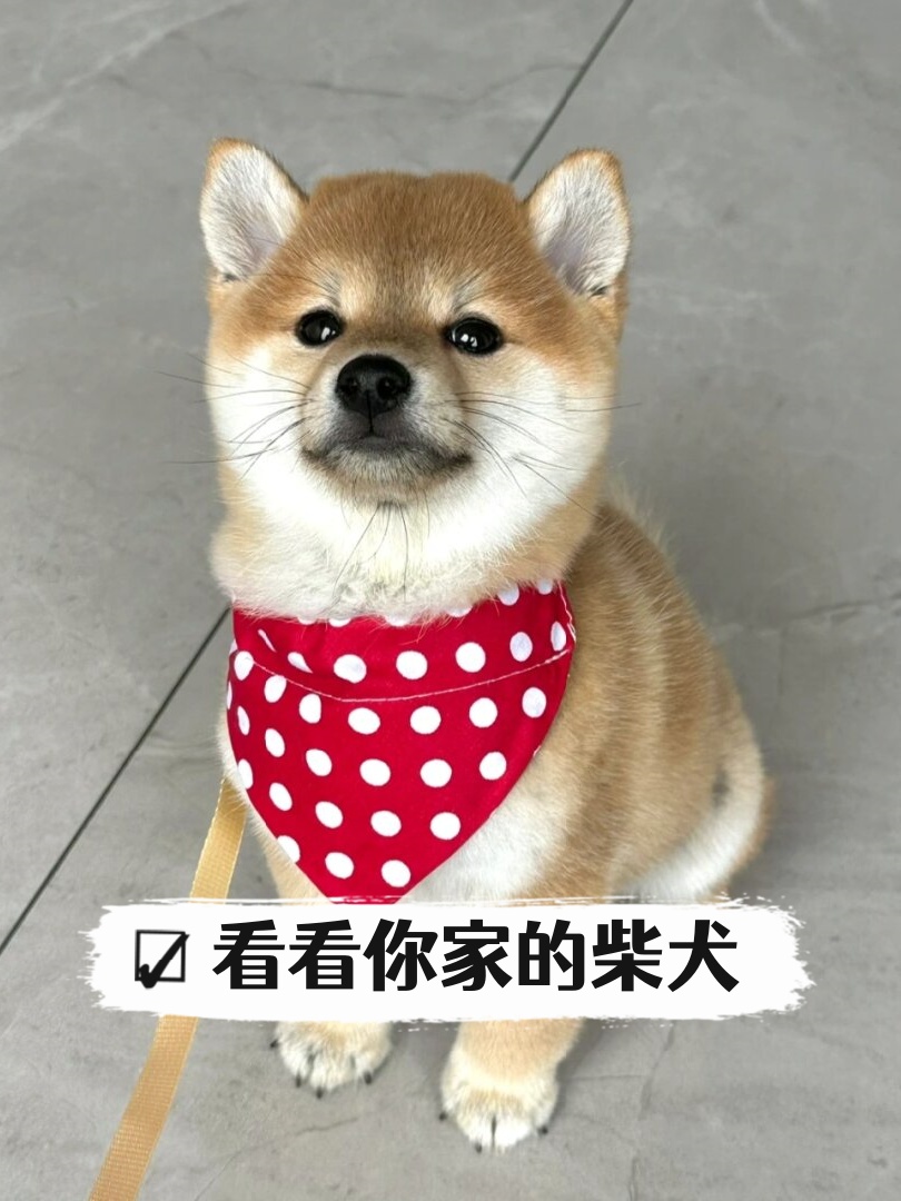 胖柴犬表情包图片