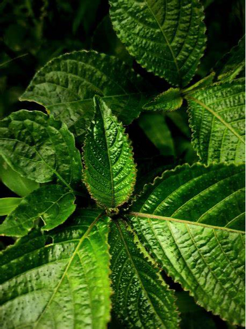 而在这片叶子的奥秘中,叶缘,作为叶片的重要组成部