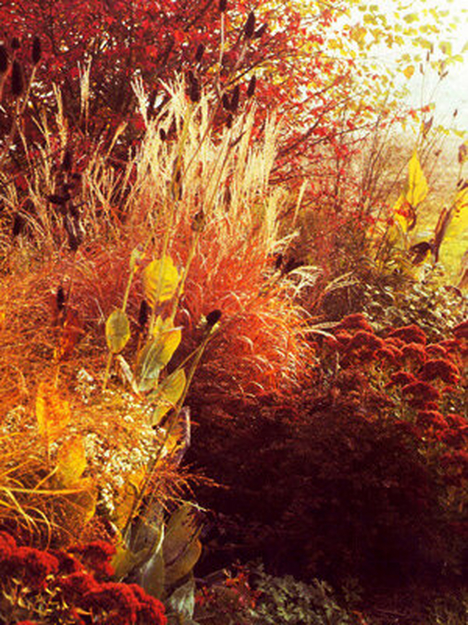 观赏草的冬季  观赏草以其独特的韵味和姿态,在园林造景中占据了重要