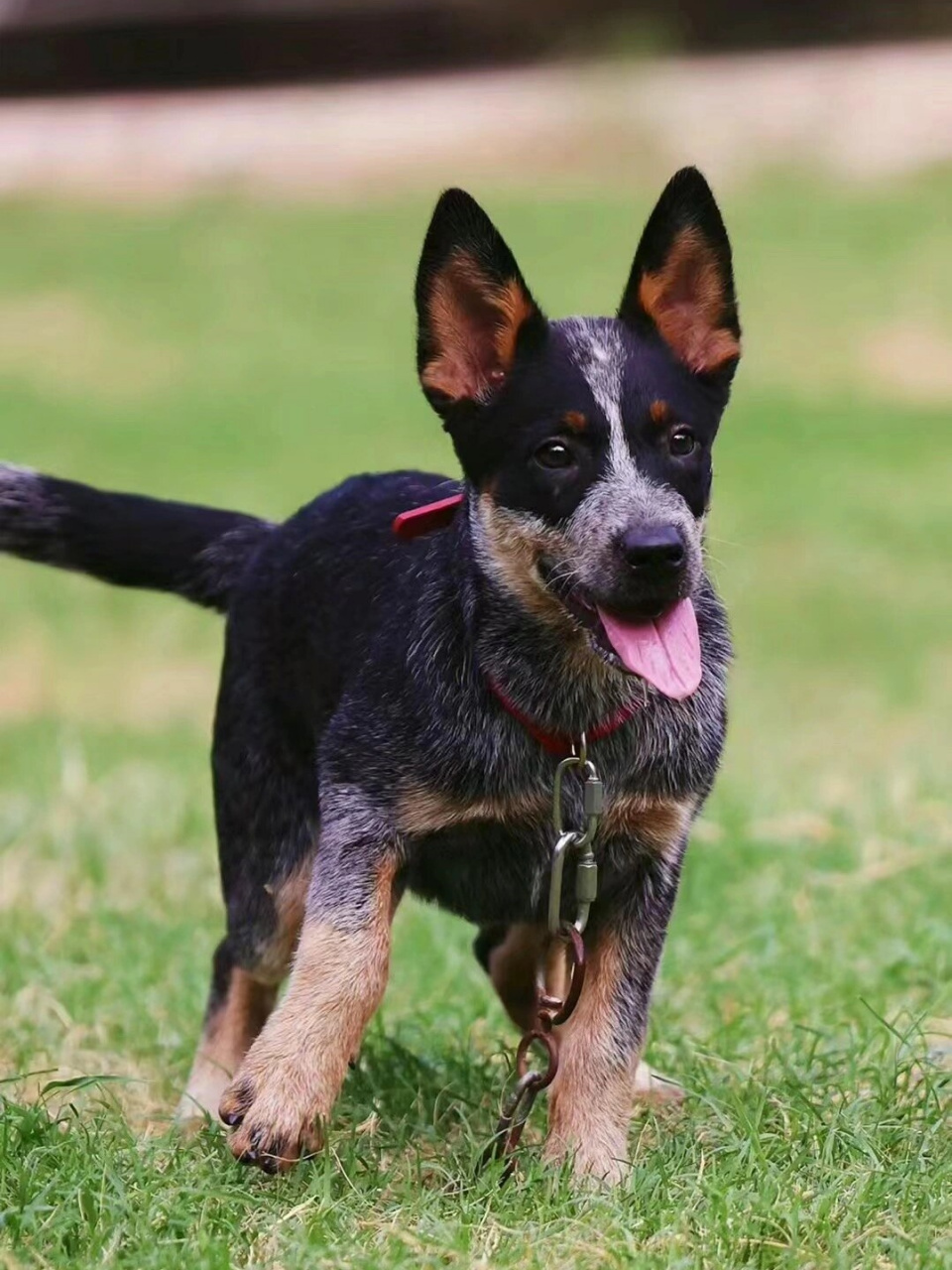 昆士蓝赫勒犬图片