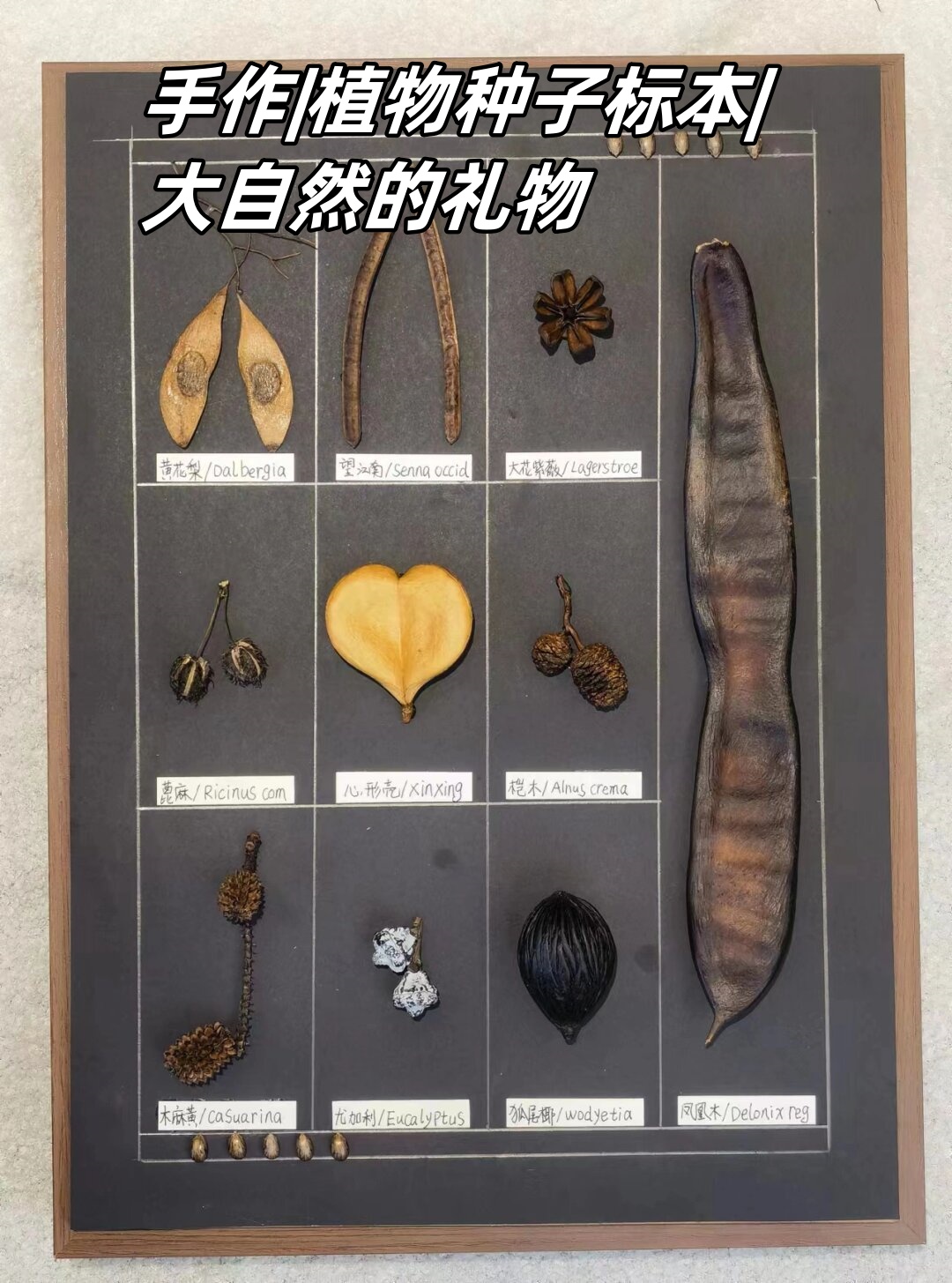 手作|植物种子标本|大自然的礼物
