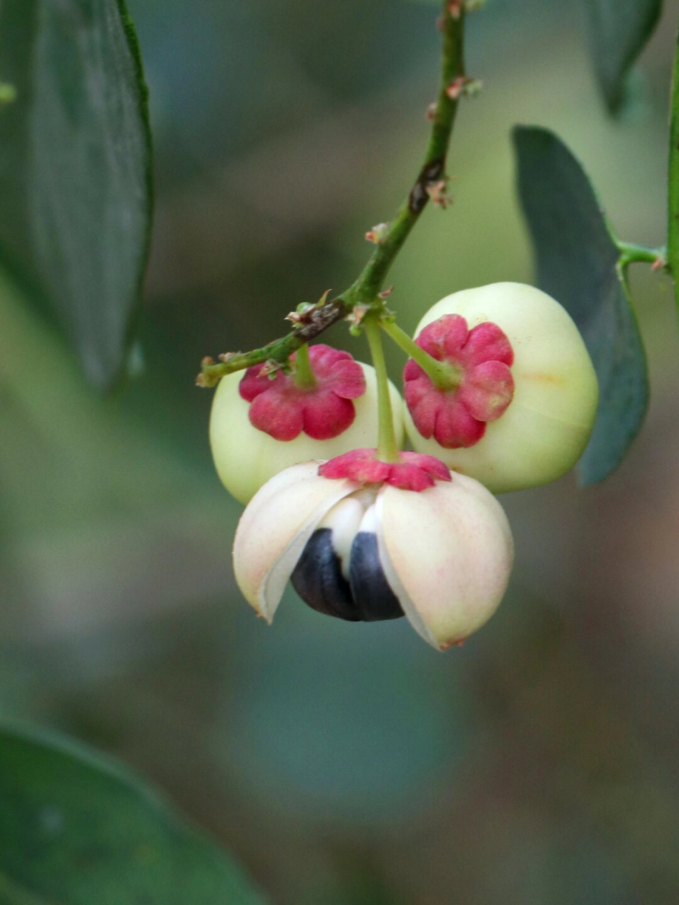 92植物笔记:守宫木的果实外形十分吸引人,犹如