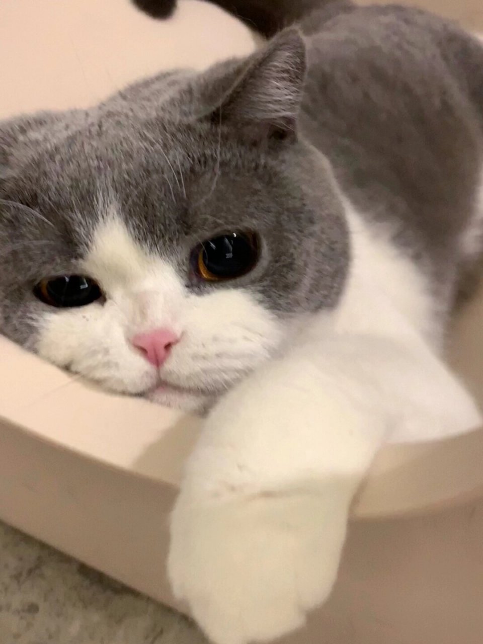 小猫委屈 但是小猫不说  看起来好委屈啊!