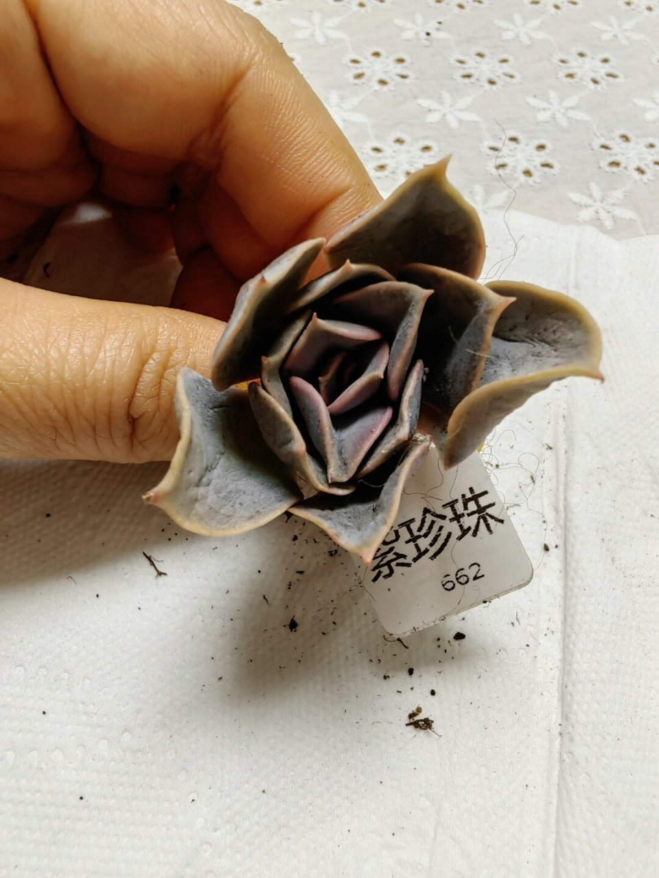 每天认识一款多肉10～紫珍珠  紫珍珠  紫珍珠,别名为纽伦堡珍珠,属于