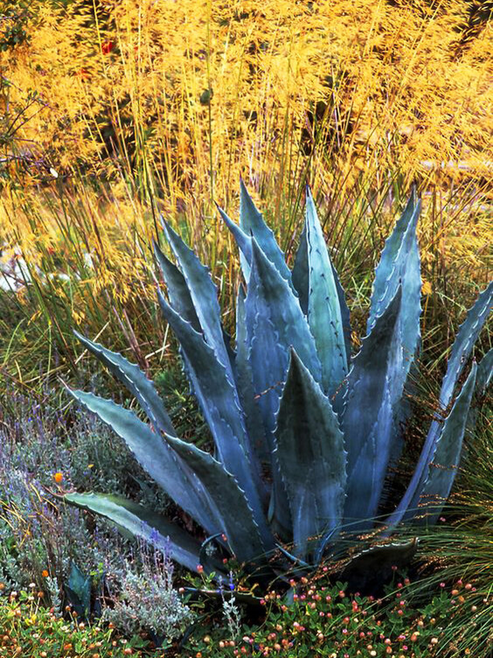 观赏草的冬季  观赏草以其独特的韵味和姿态,在园林造景中占据了重要