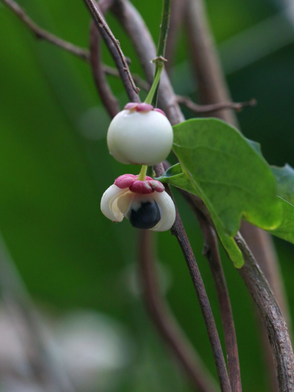 92植物笔记:守宫木的果实外形十分吸引人,犹如