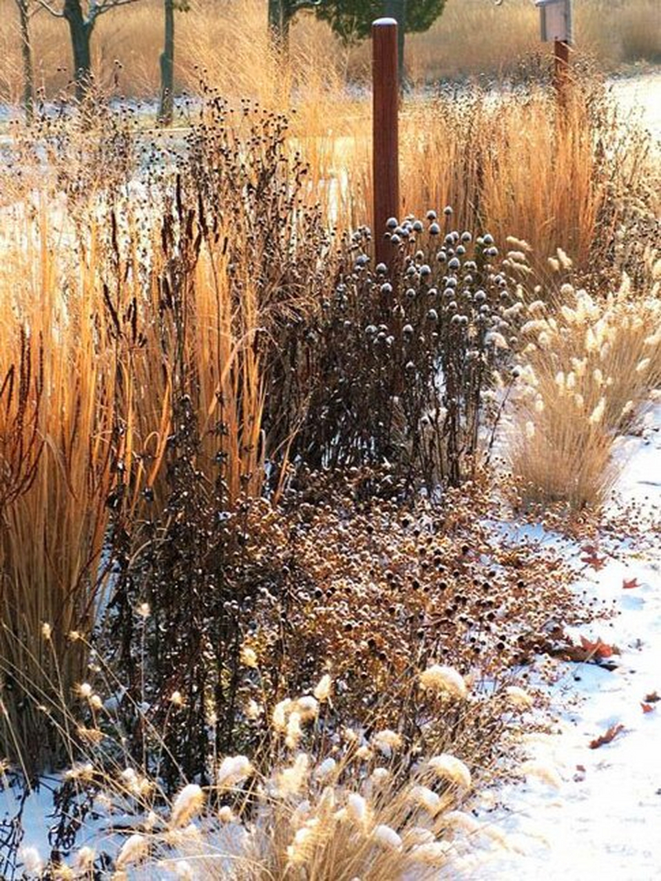 观赏草的冬季  观赏草以其独特的韵味和姿态,在园林造景中占据了重要