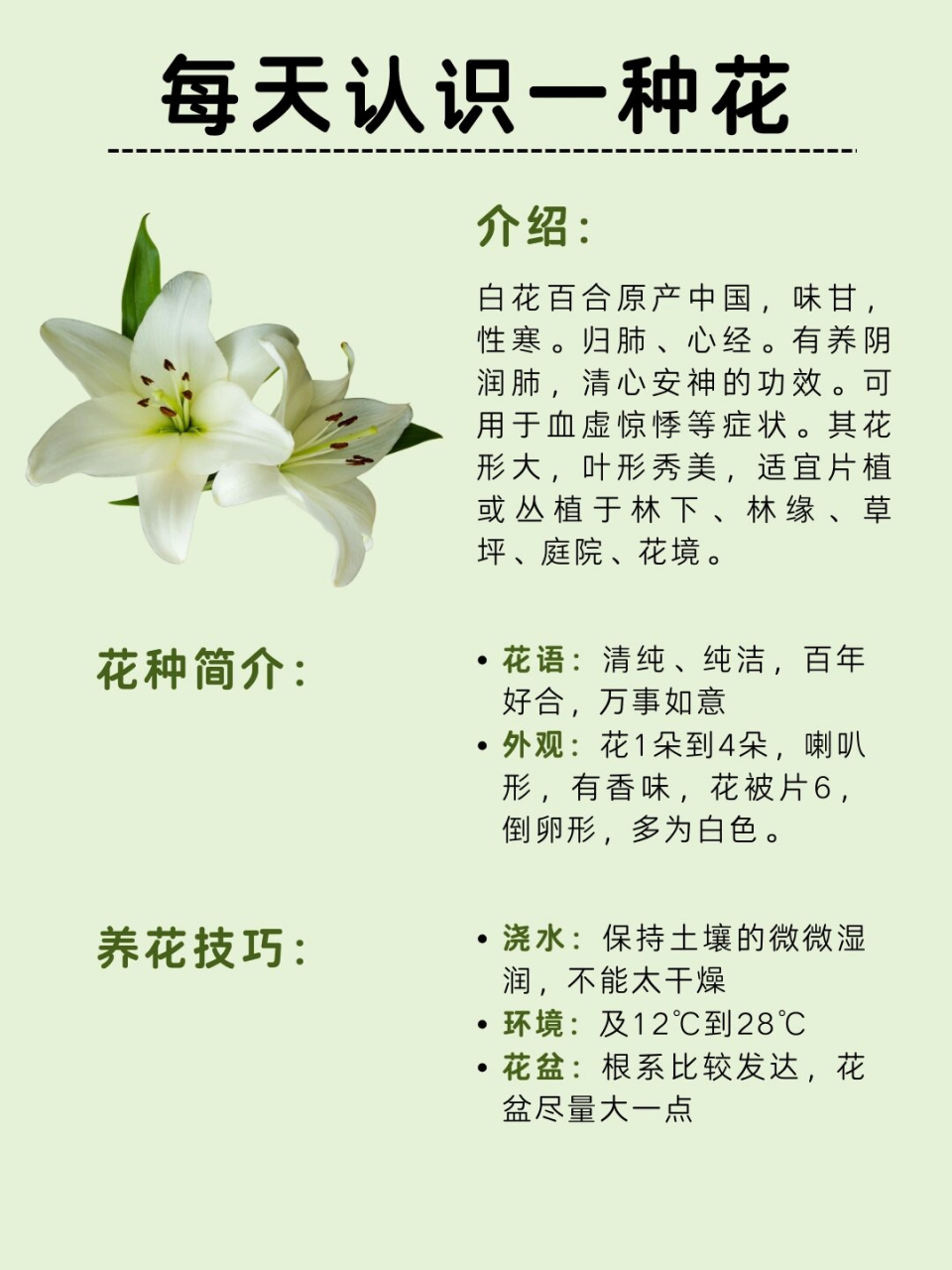 每天认识一种花——白百合花  【植物简介】: 白百合,又被称为圣母之