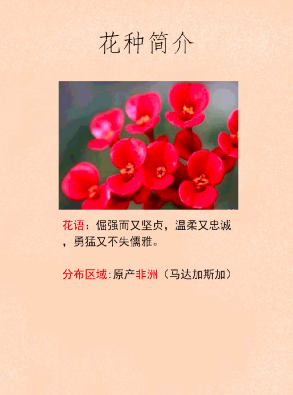 每天认识一种花 之 虎刺梅  每天认识一种花:虎刺梅  在五彩斑斓的