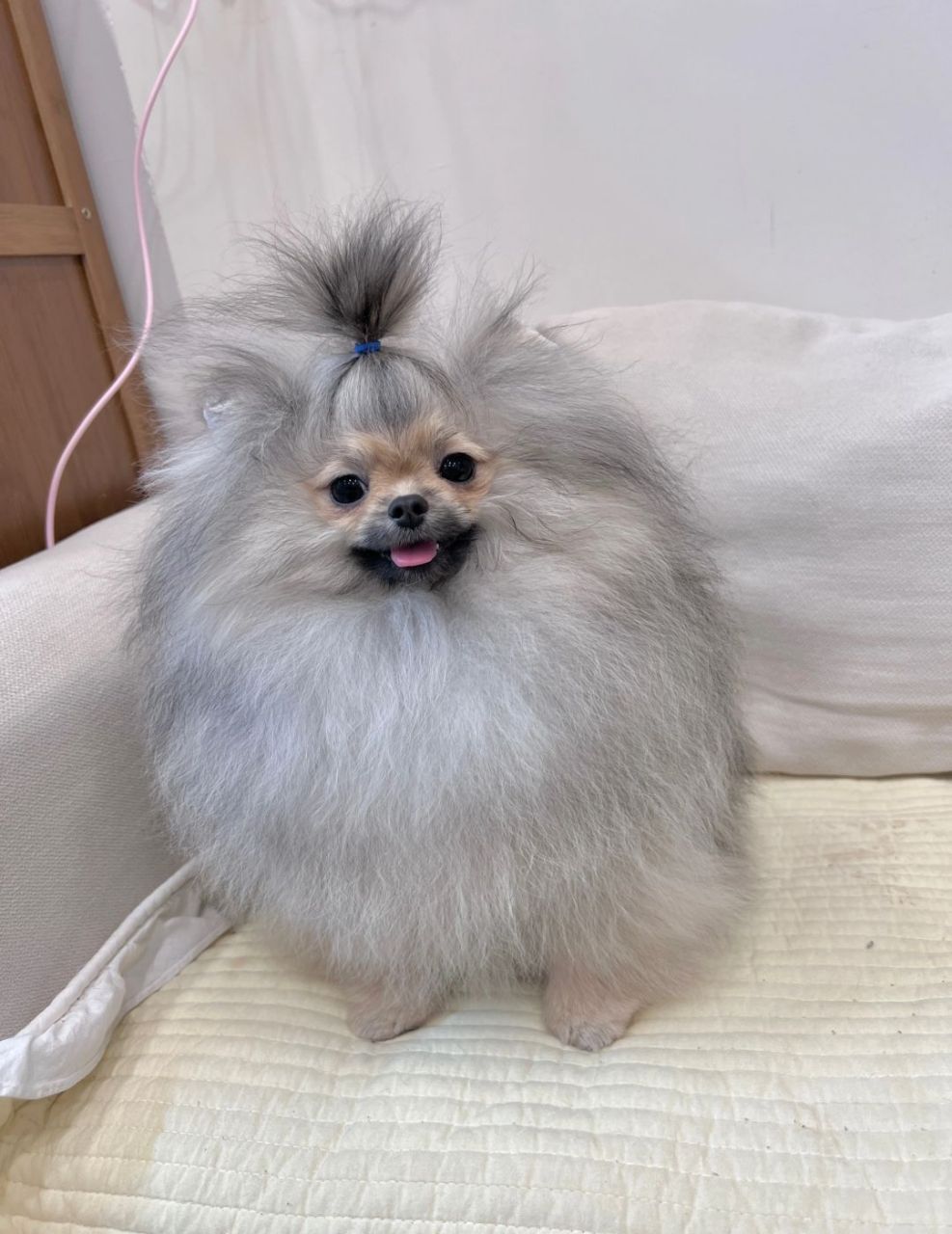 博美的发型可以根据不同的风格和喜好进行变化,有些主人会选择保持