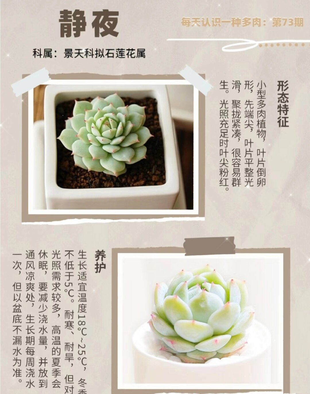 每天认识一款多肉05～静夜  静夜,景天科拟石莲花属的一种小型多肉