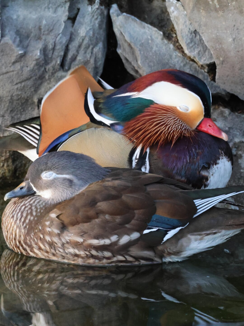 带你认识99种飞羽  鸳鸯:鸭科中的颜值担当  鸳鸯,鸭科中的一员,以其