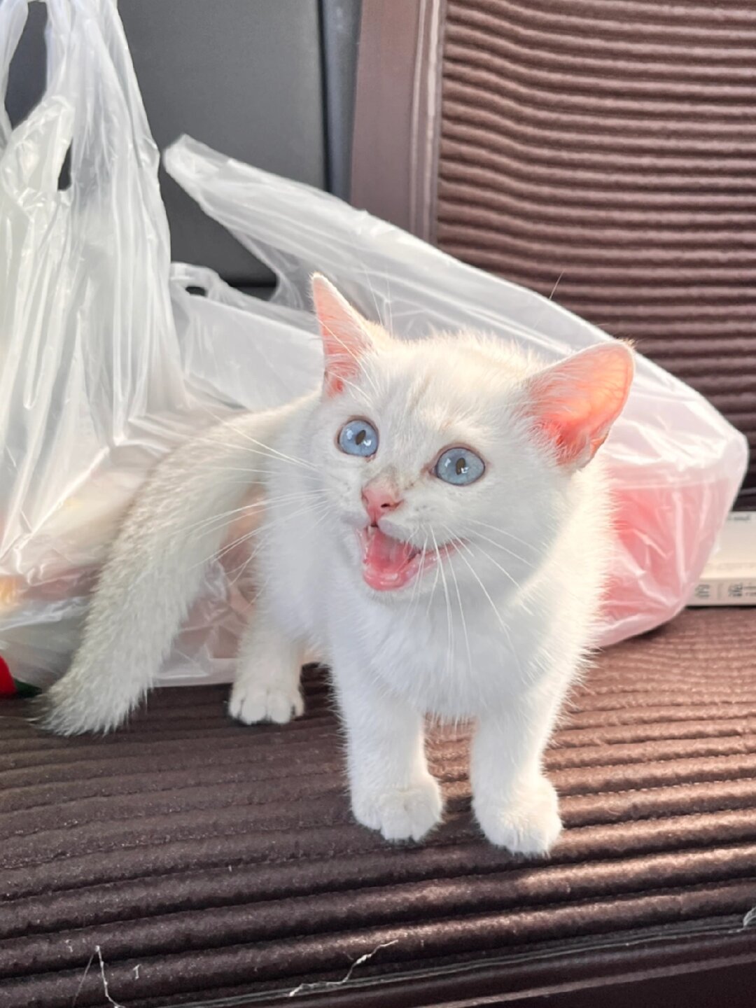 以前我的猫猫一坐上车就会发出可怜的叫声让人
