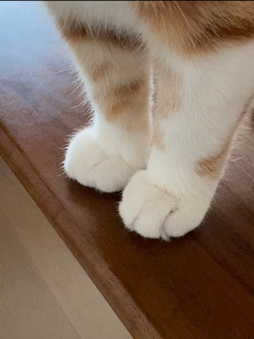 猫脚可以看性格, 什么猫都一目了然😏
