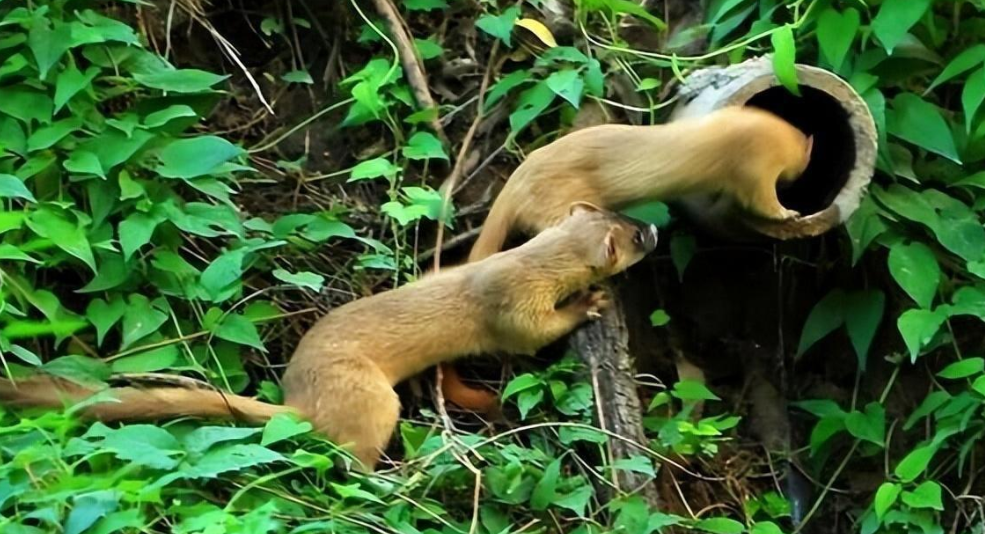 回顾是什么捂住了大地震的警报?唐山地震前9个小时发生了什么?