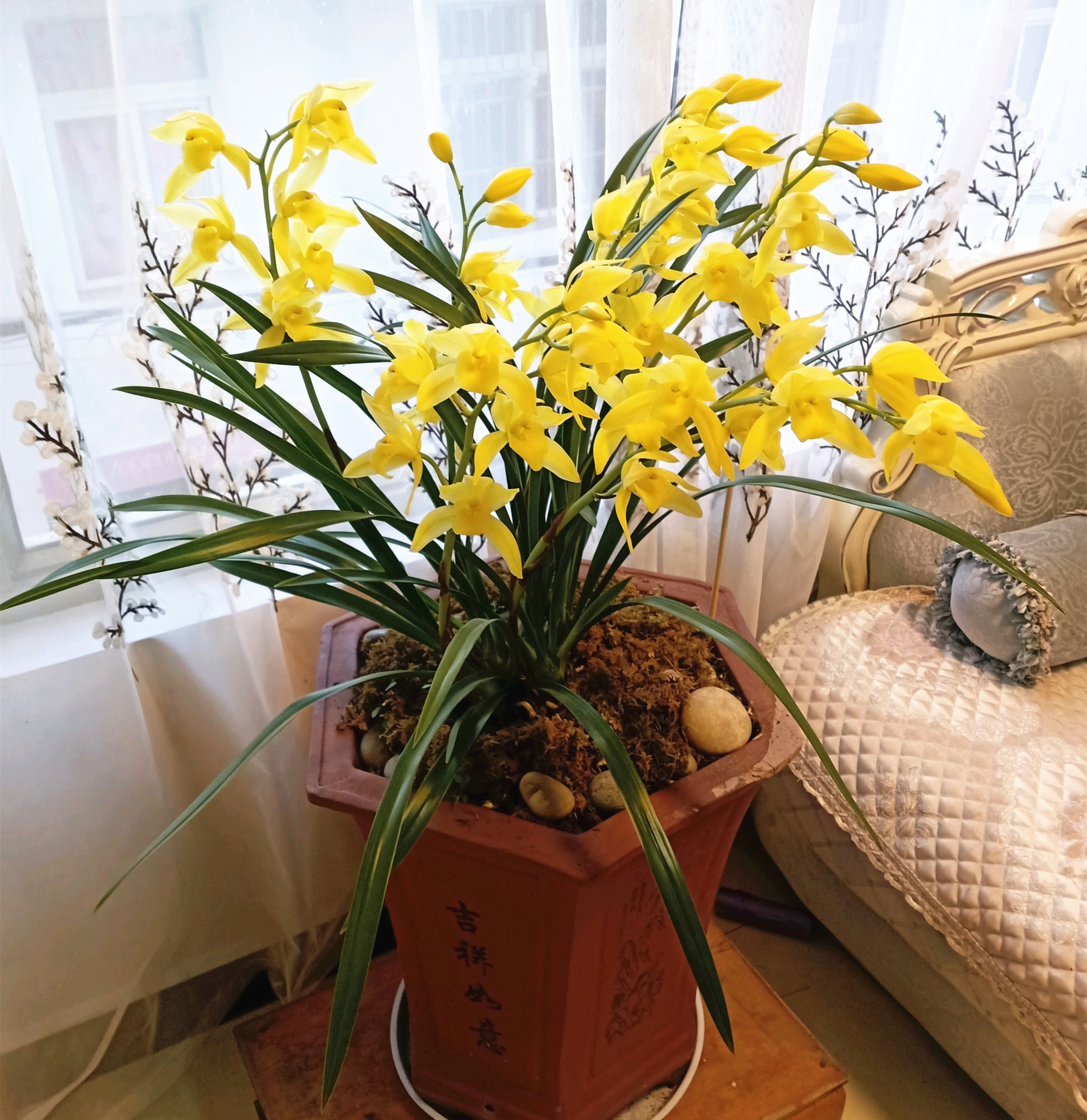 不管房子大小,这种金兰花,一定要养!扔阳台冻一冻,花开满盆