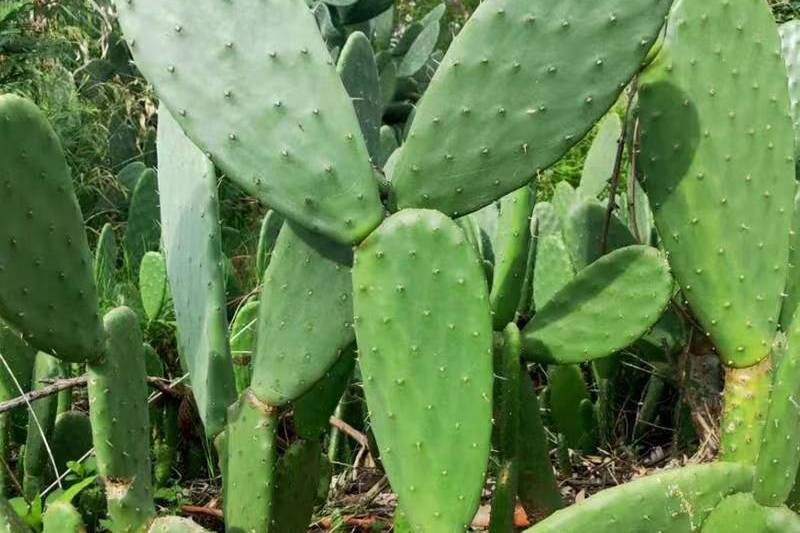 仙人掌的特点是多样的,包括形态,生长习性,繁殖方式等.