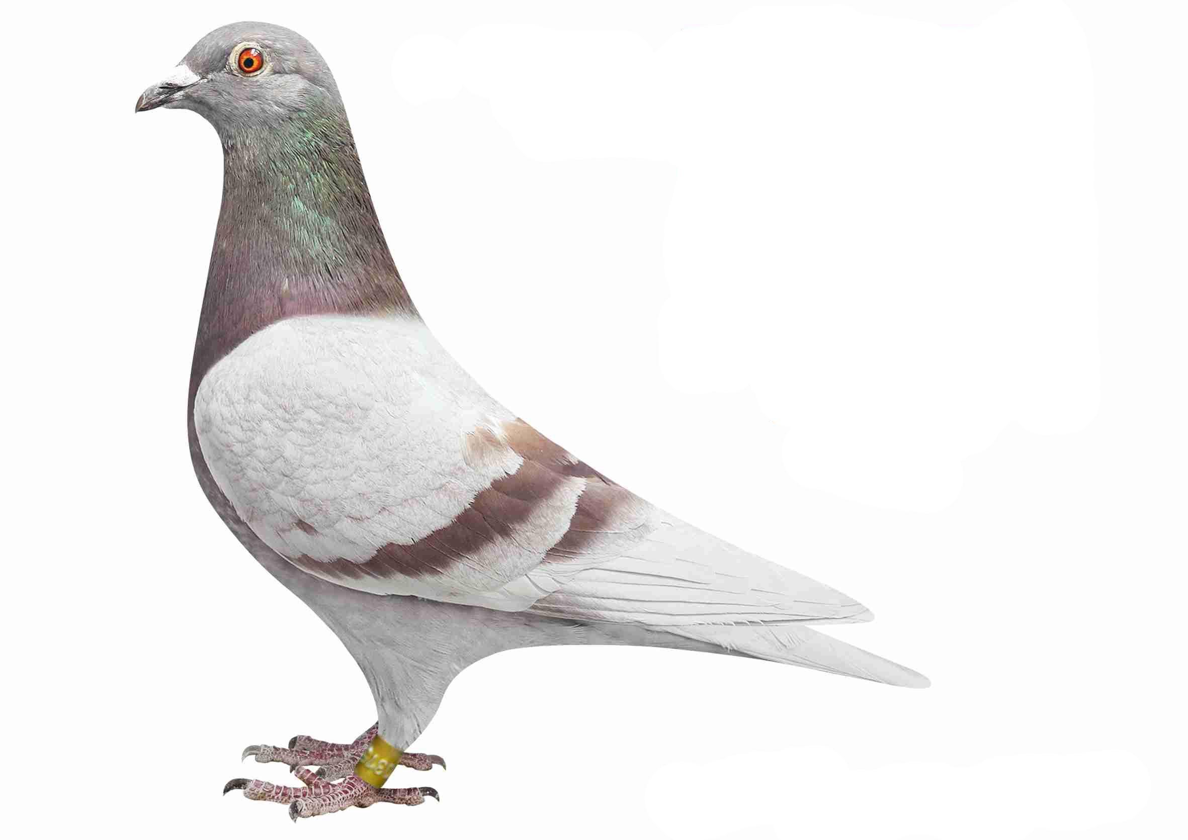 幼鸽是自己打疫苗还是送公棚公棚打?