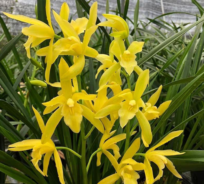 不管房子大小,这种金兰花,一定要养!扔阳台冻一冻,花开满盆