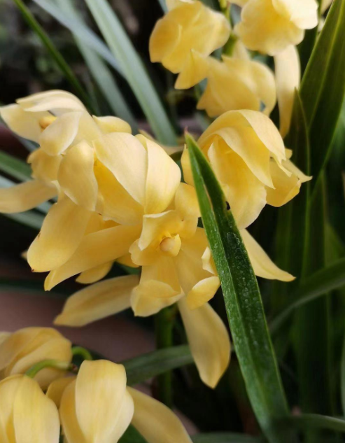 不管房子大小,这种金兰花,一定要养!扔阳台冻一冻,花开满盆