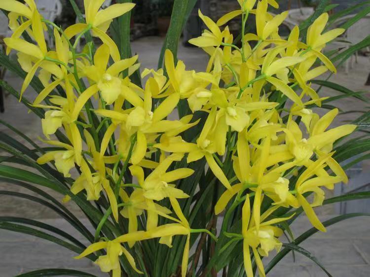 不管房子大小,这种金兰花,一定要养!扔阳台冻一冻,花开满盆