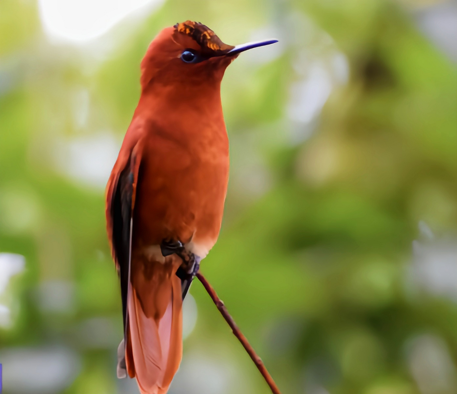 跨年创作挑战赛# 火冠蜂鸟作为蜂鸟家族中的一种濒危物种,同时作为