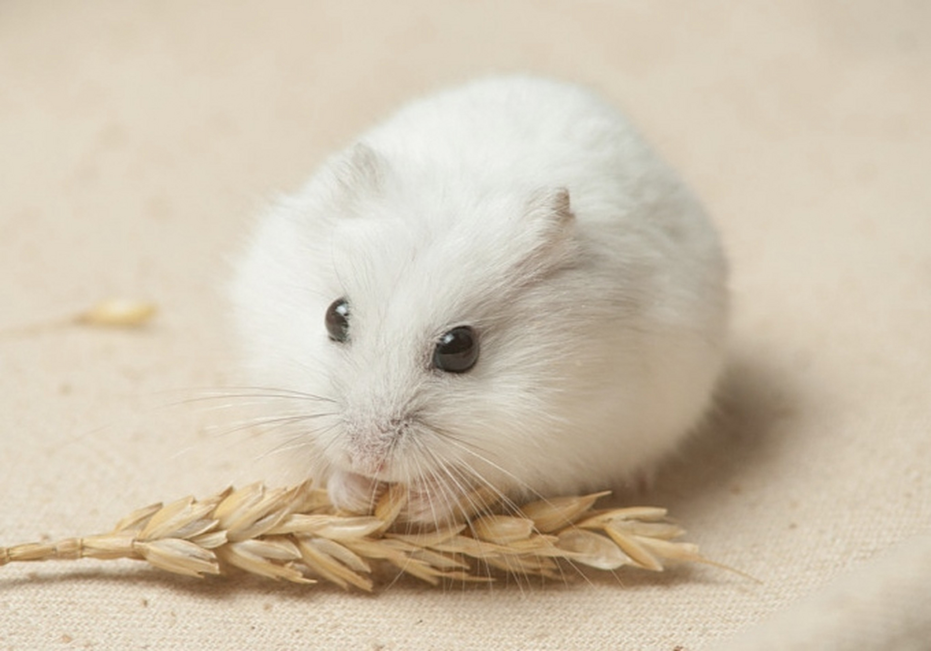 跨年创作挑战赛# 白熊仓鼠是非常常见的宠物品种.