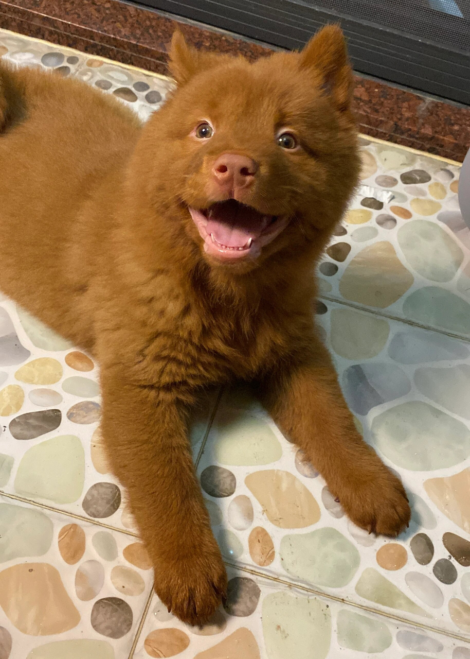 好可爱的小狗,这是正宗的中华田园犬吗?