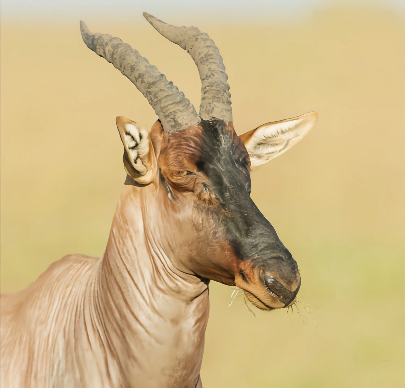 跨年创作挑战赛# 转角牛羚别名班韦乌卢湖牛羚,共有6个亚种.