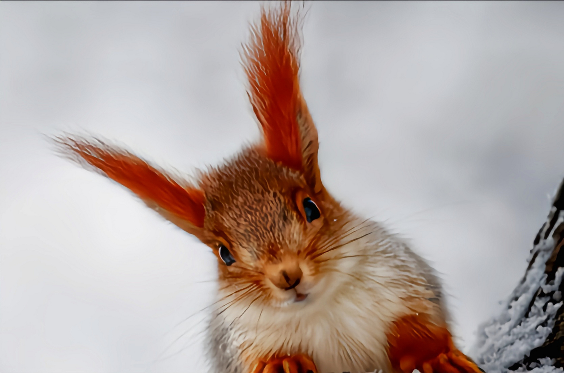 跨年创作挑战赛# 雪地松鼠别名西伯利亚红松鼠,是欧亚红松鼠的阎种