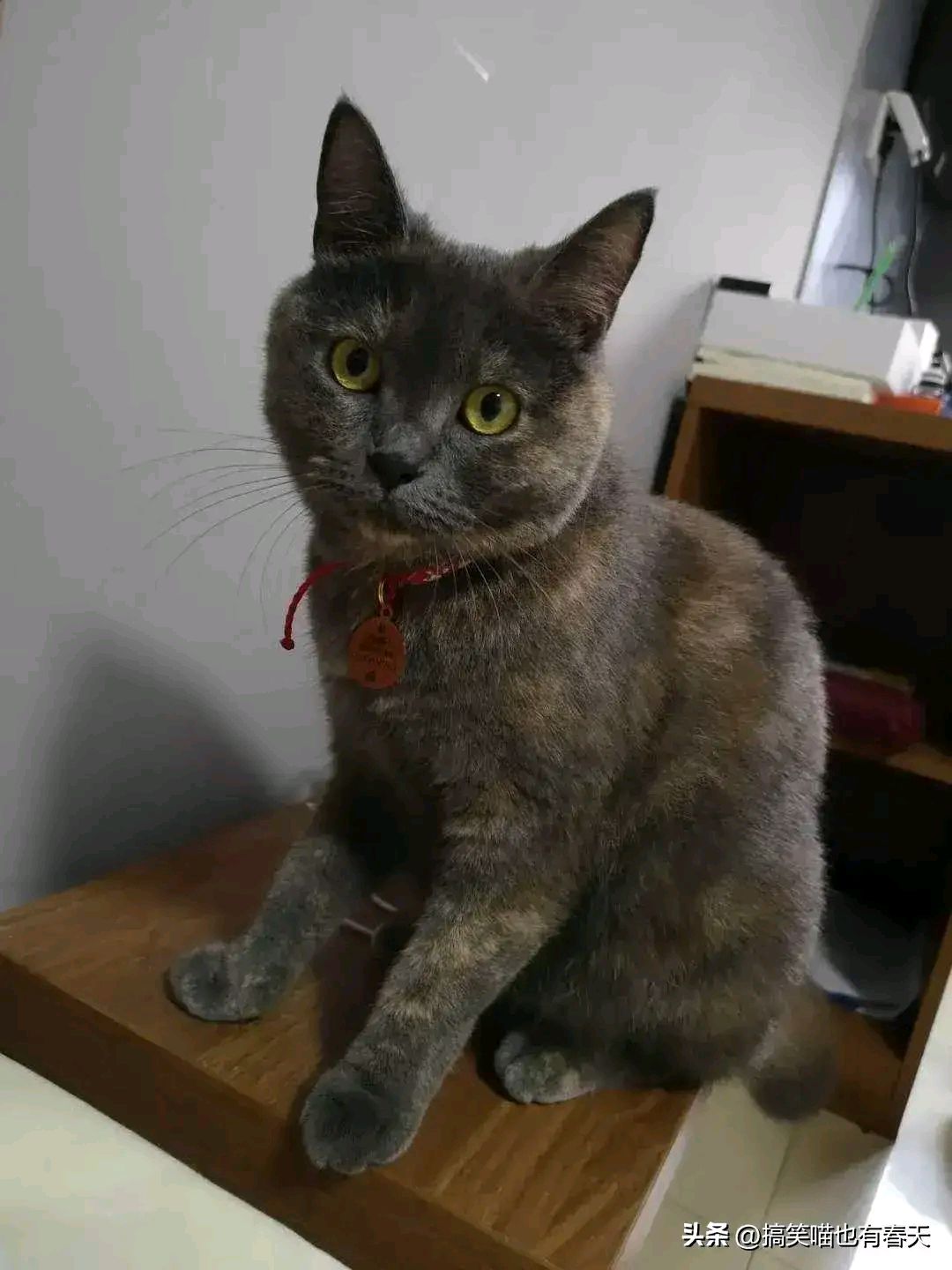 猫蹦迪gif