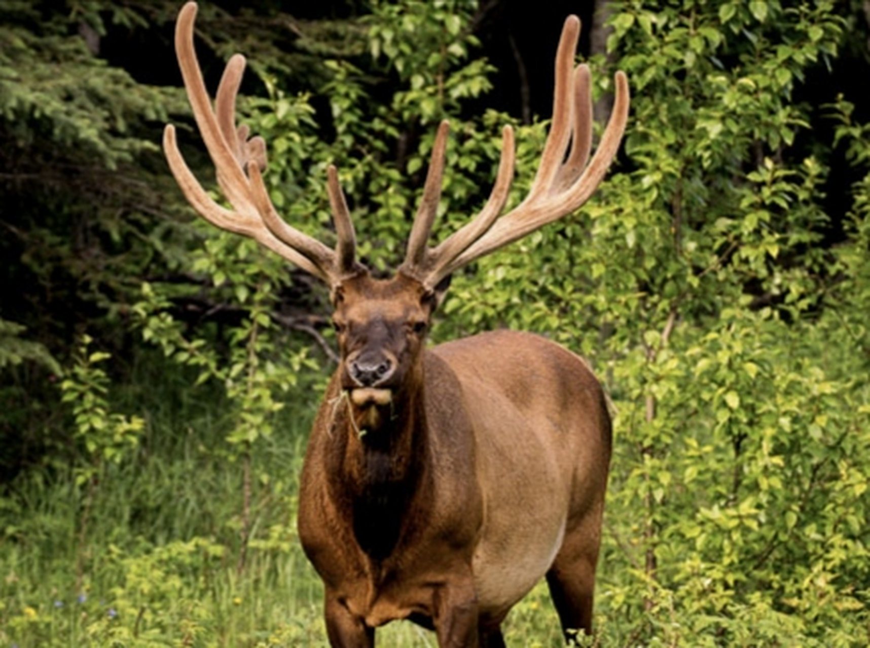 跨年创作挑战赛# 北美马鹿别名加拿大马鹿,共8个亚种.