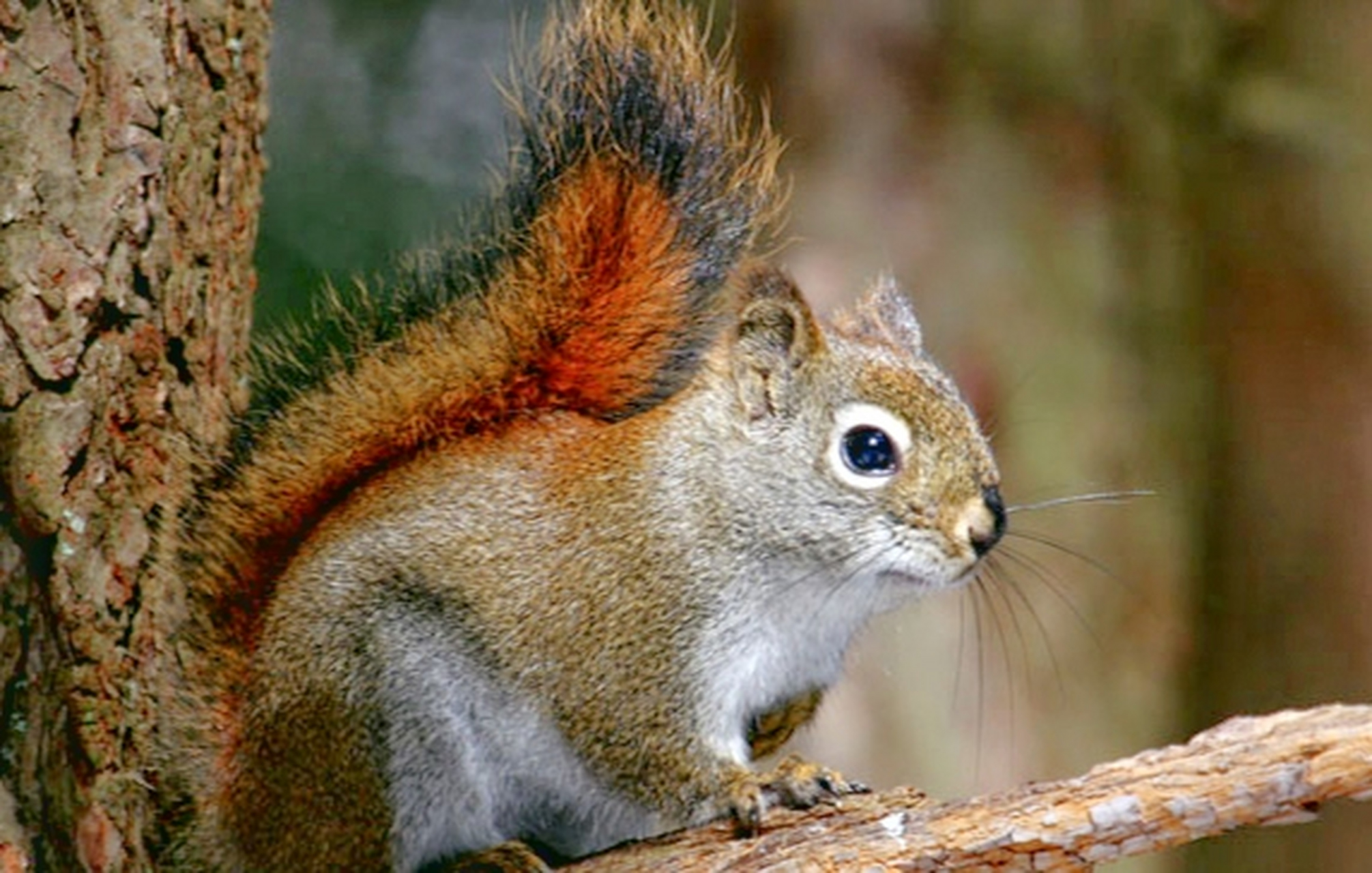 #跨年创作挑战赛# 美洲红松鼠别名北美红松鼠,共25个亚种.生活在北美