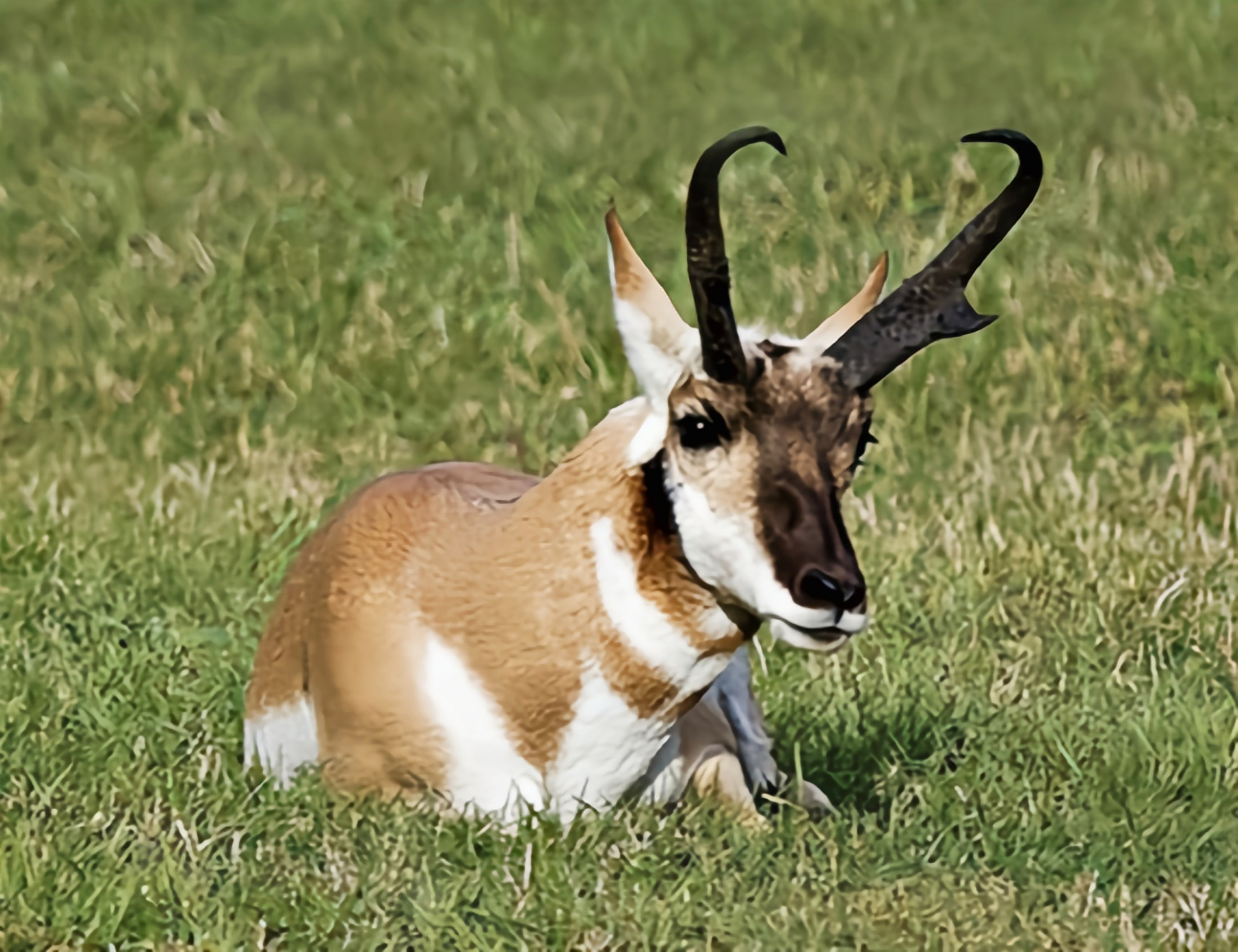 叉角羚以卓越的奔跑速度著称,仅次于猎豹,成为美洲奔跑速度最快的动物