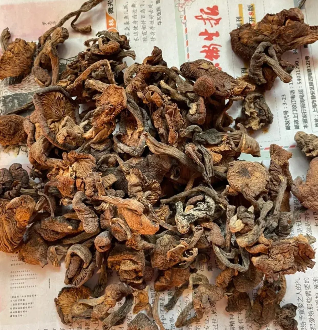 我从东北旅游回来手里提着300块的东北野生榛蘑心里想着回家做一道