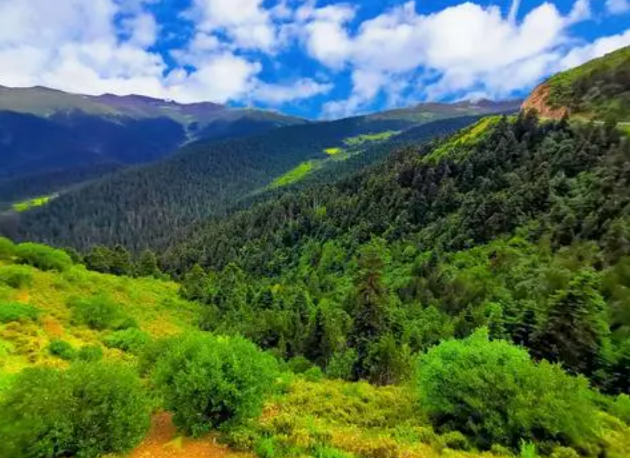 鲁朗林海风景区图片