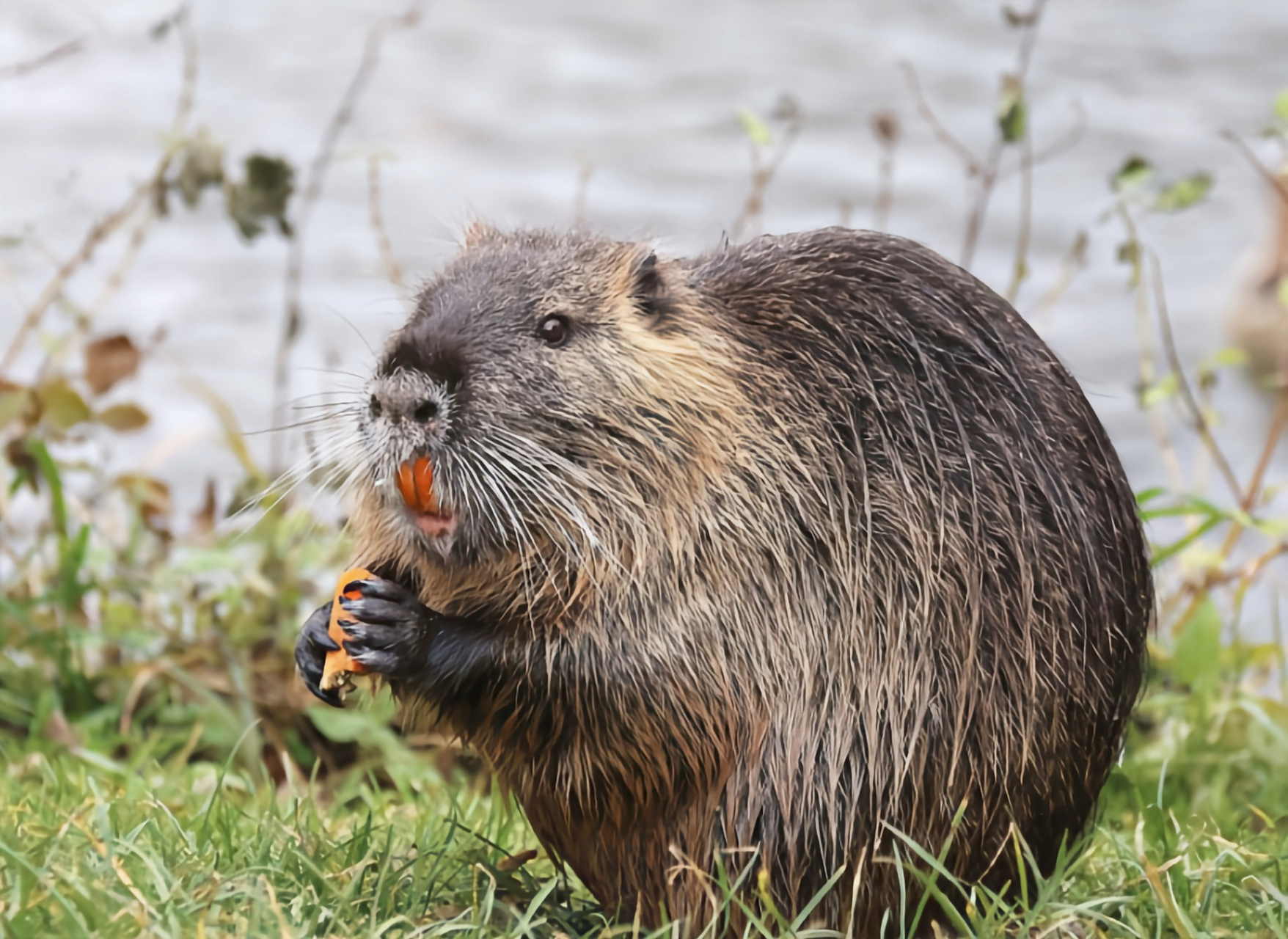跨年创作挑战赛# 海狸鼠是世界上最重要的毛皮兽之一,皮毛厚实,柔软