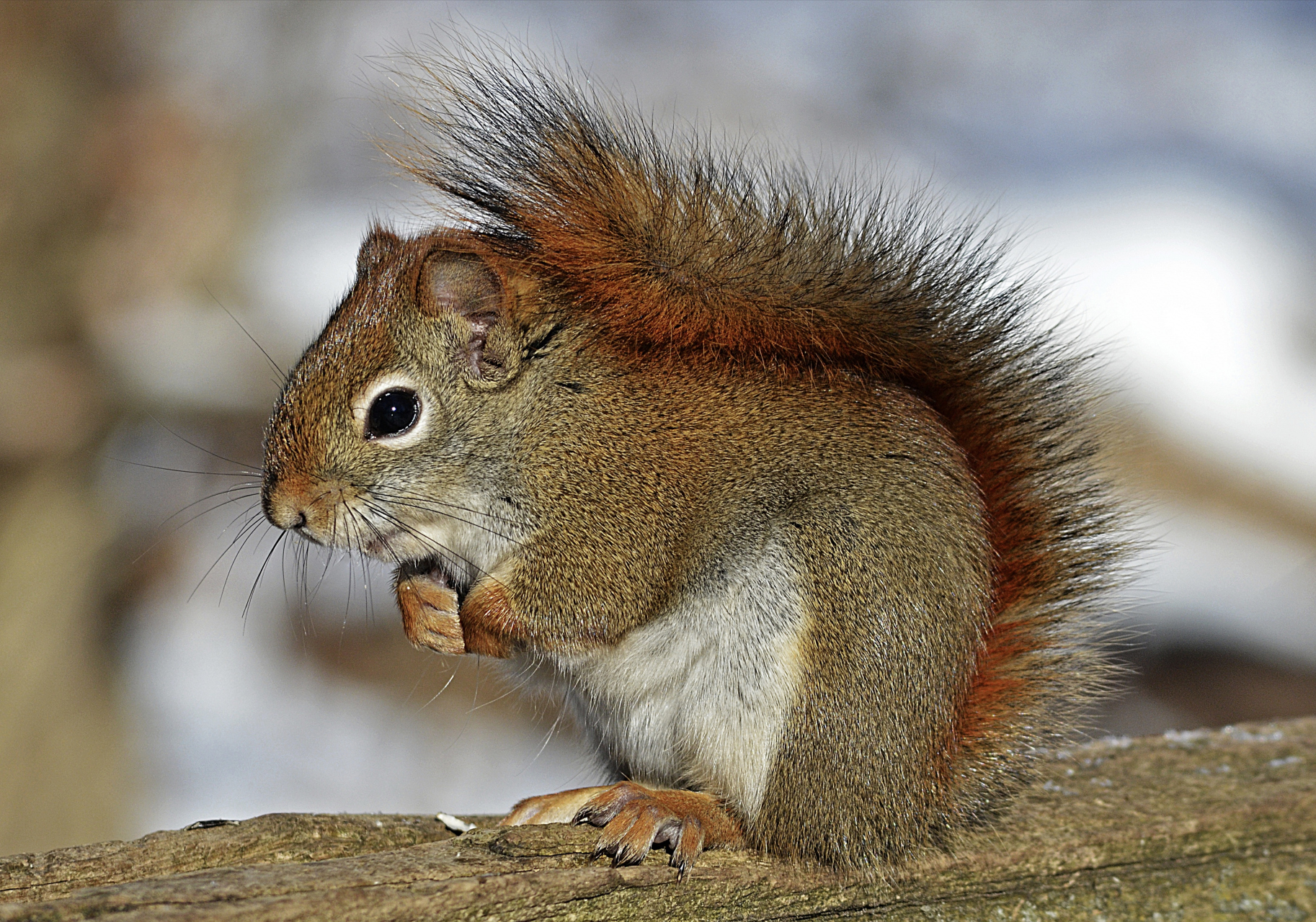 跨年创作挑战赛# 美洲红松鼠别名北美红松鼠,共25个亚种.