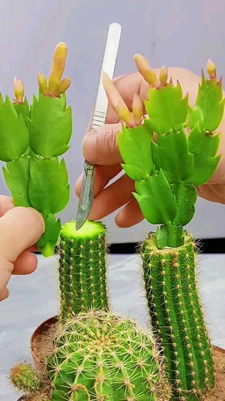 仙人球嫁接蟹爪兰:简单易学,20天即可成活