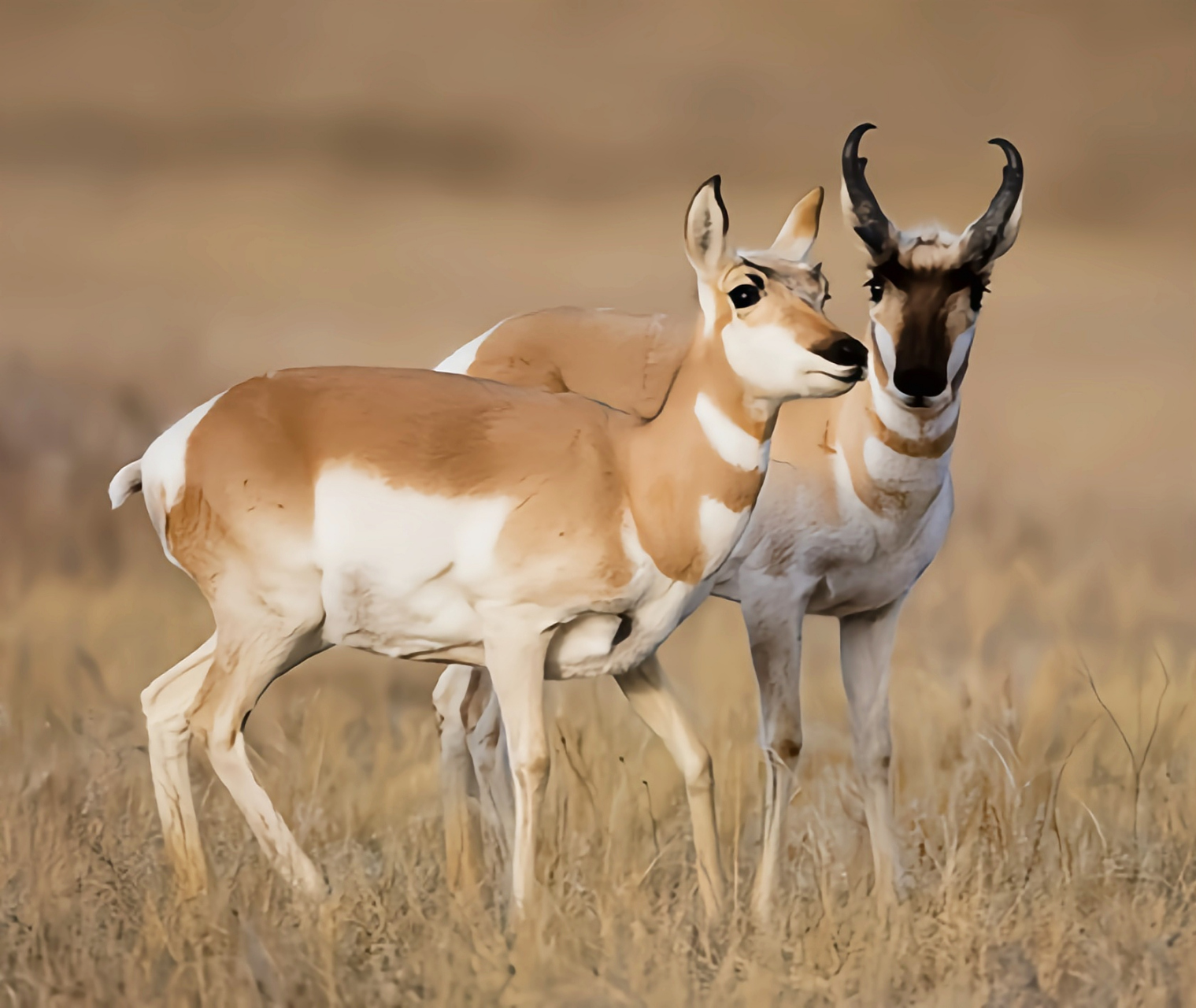 叉角羚以卓越的奔跑速度著称,仅次于猎豹,成为美洲奔跑速度最快的动物